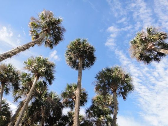 Florida State Tree