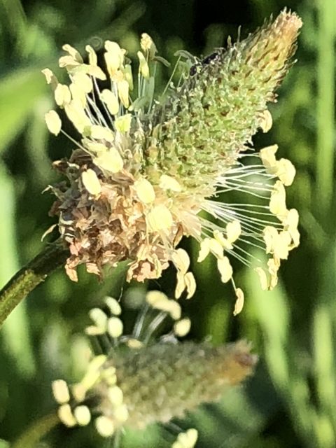 weeds