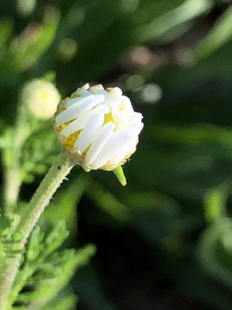 small daisy