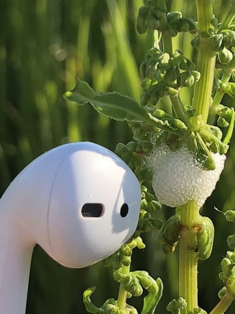 Spit bugs