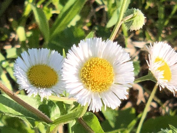 daisies