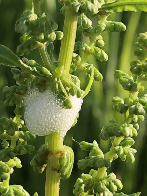 spit bugs