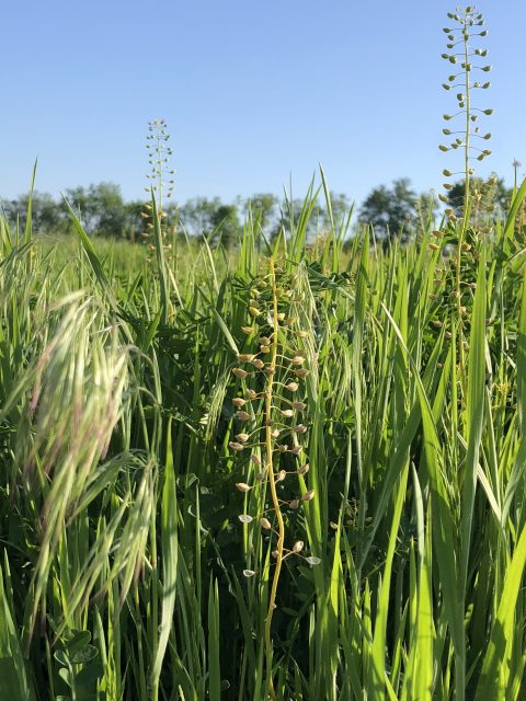 grass field