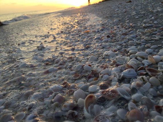 Sanibel Shelling beach