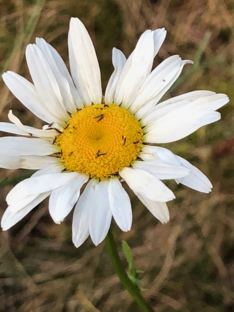 Daisy