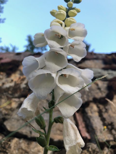 Wildflowers