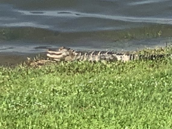 alligator in neighborhood pond