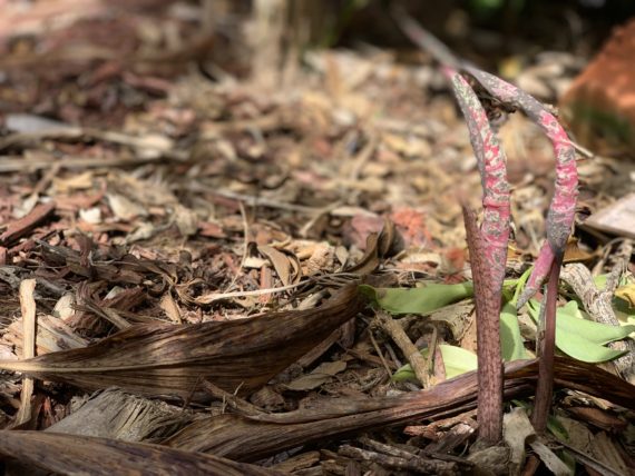 Sprouting springtime caladium