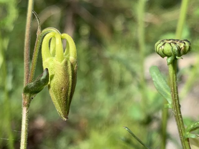 Glacier wildflowers