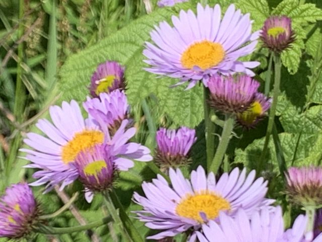 Montana wildflowers