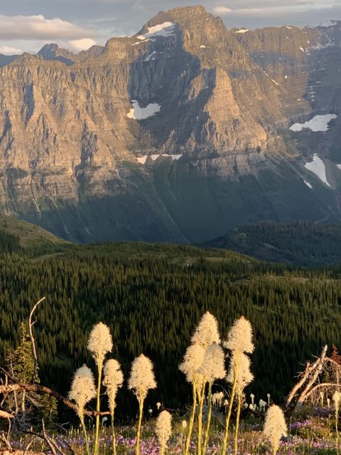 Beargrass from Granite Park Chalet