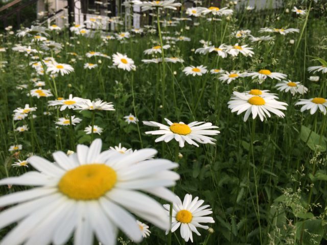 daisies