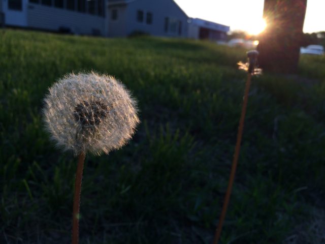 Dandelion seeds