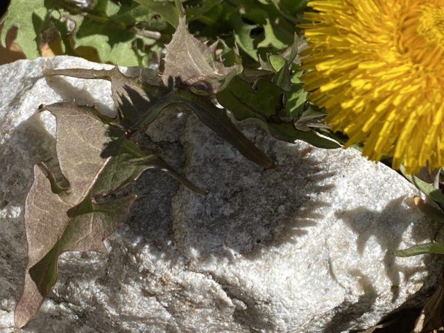 dandelion shadow