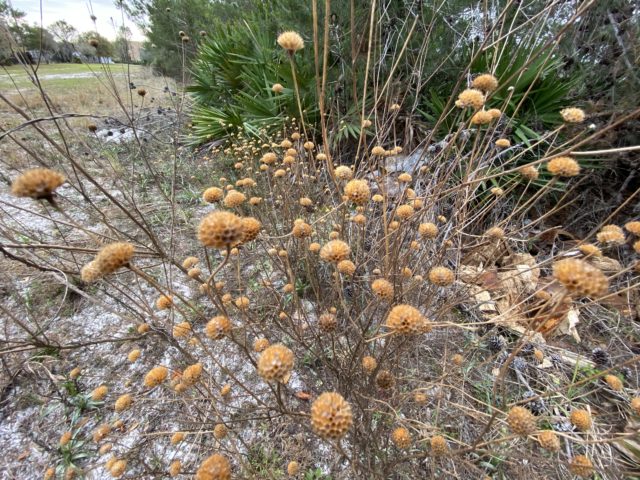 central florida plant