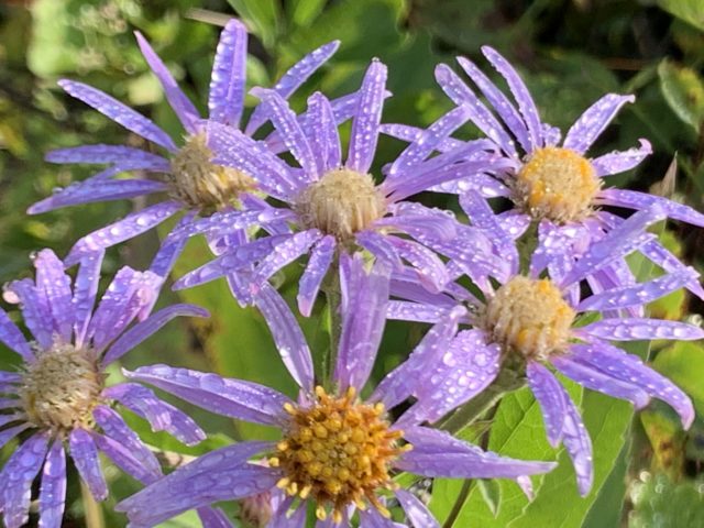 Purple daisies in Glacier