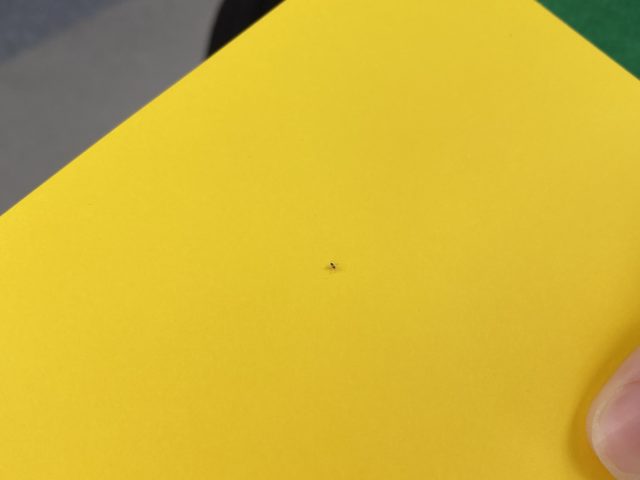 tiny baby spider