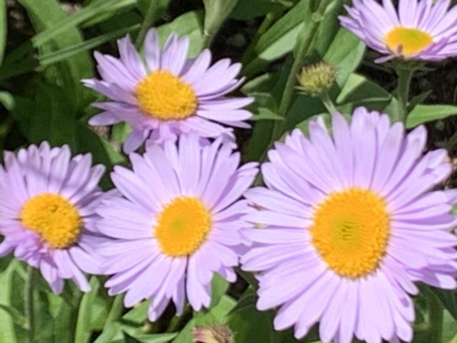 Purple daisies in Glacier