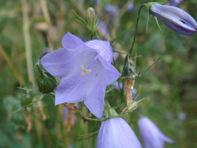 Blue wild flower