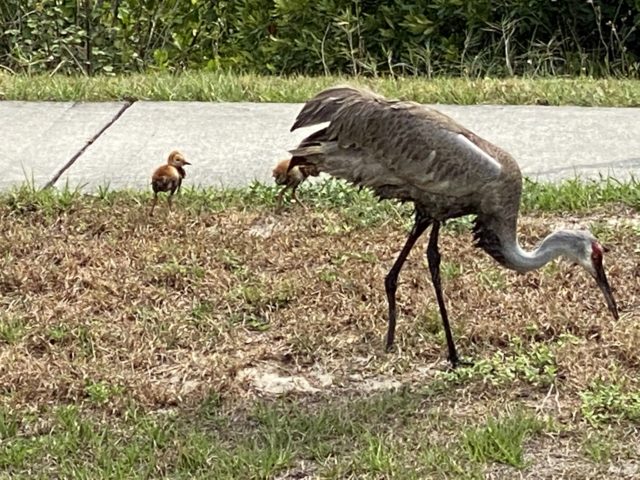 Sand Hill Crane and babies