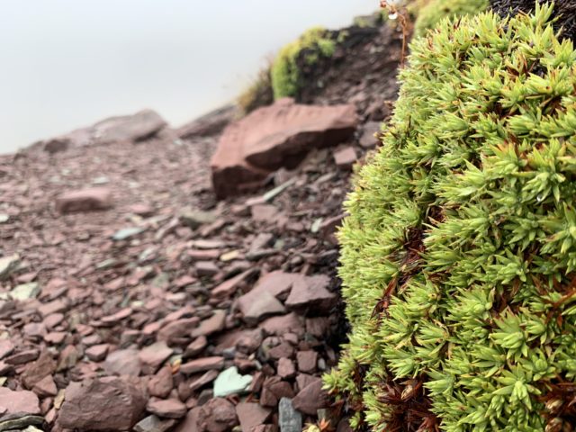 Moss type plant in Montana mountains