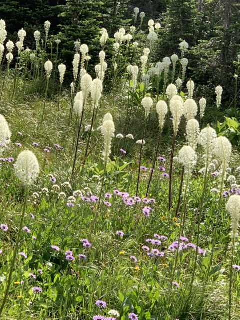 Beargrass in Glacier National Park