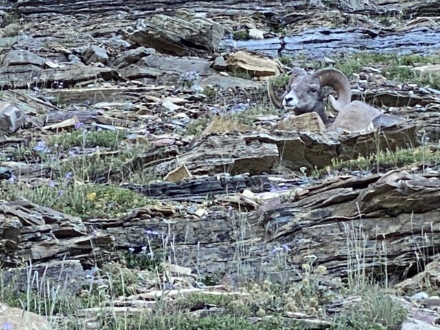 Big Horn Sheep resting on mountainside