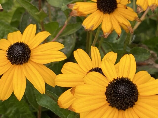 black eyed susan flowers