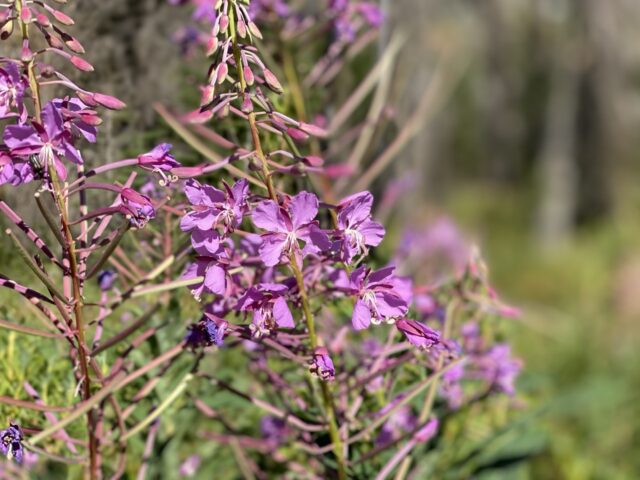 fireweed in mountains