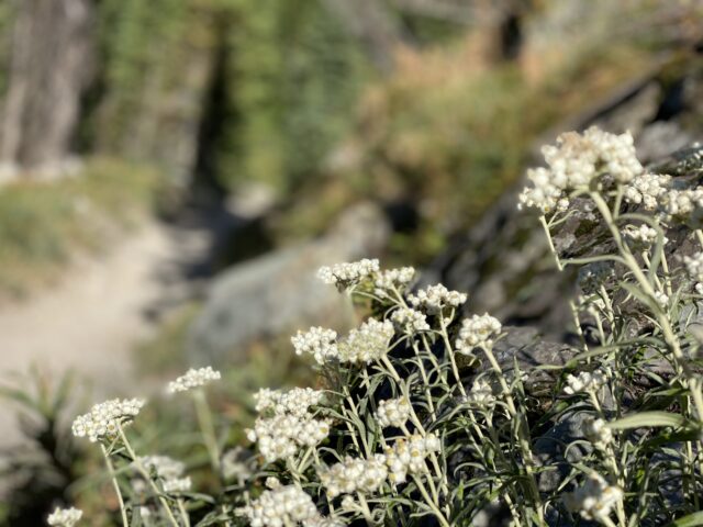 flowers along mountain trail