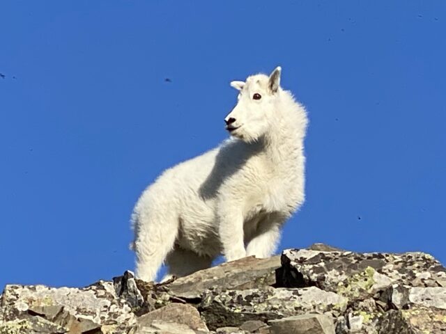baby mountain goat