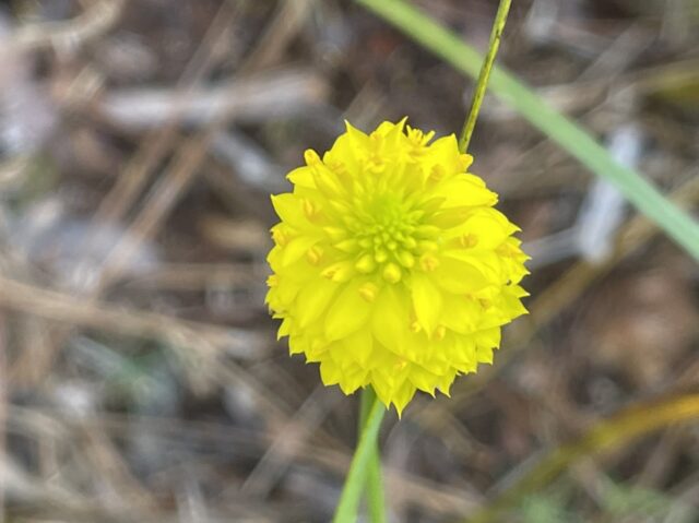 Yellow wildflower