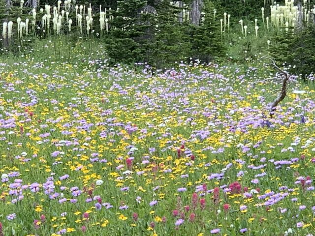 Wildflowers