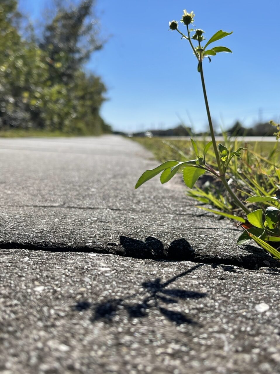 plant shadow on sidewalk
