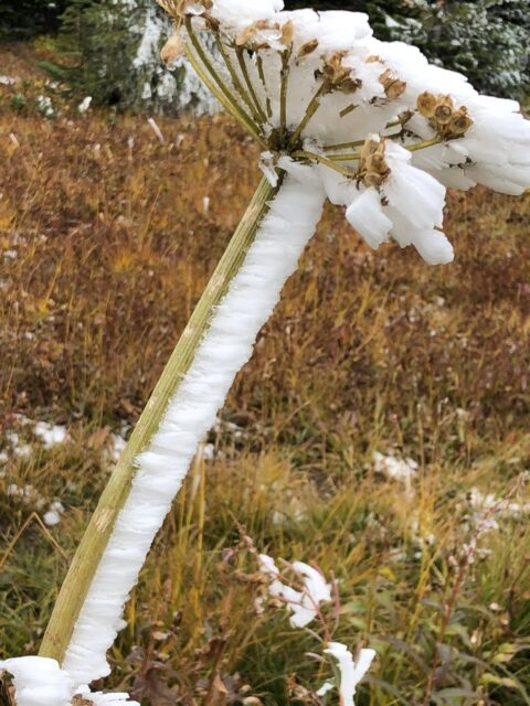 ice flagging on tall wildflower stem