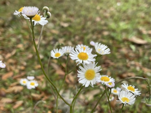 small daisies