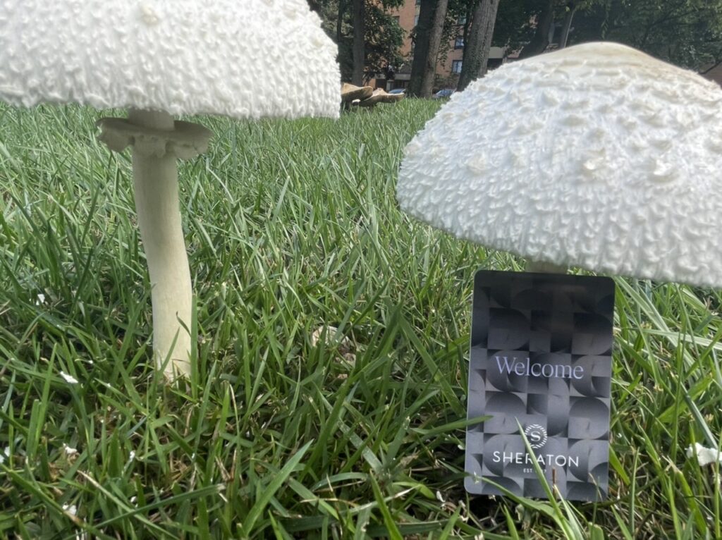 Giant wild mushrooms