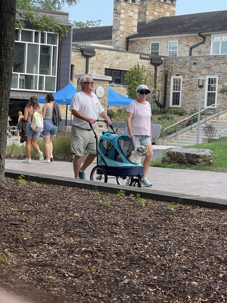 Dog being pushed in baby stroller