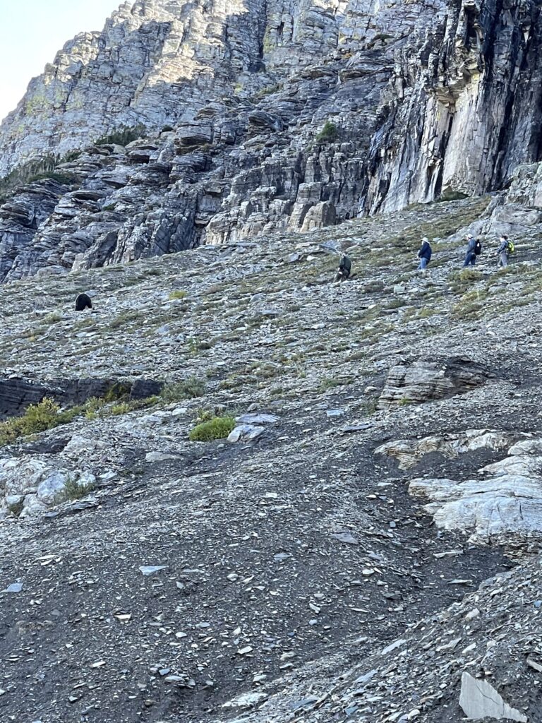 Bear near trail and hikers