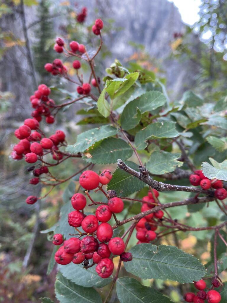 Mountain Ash red berries