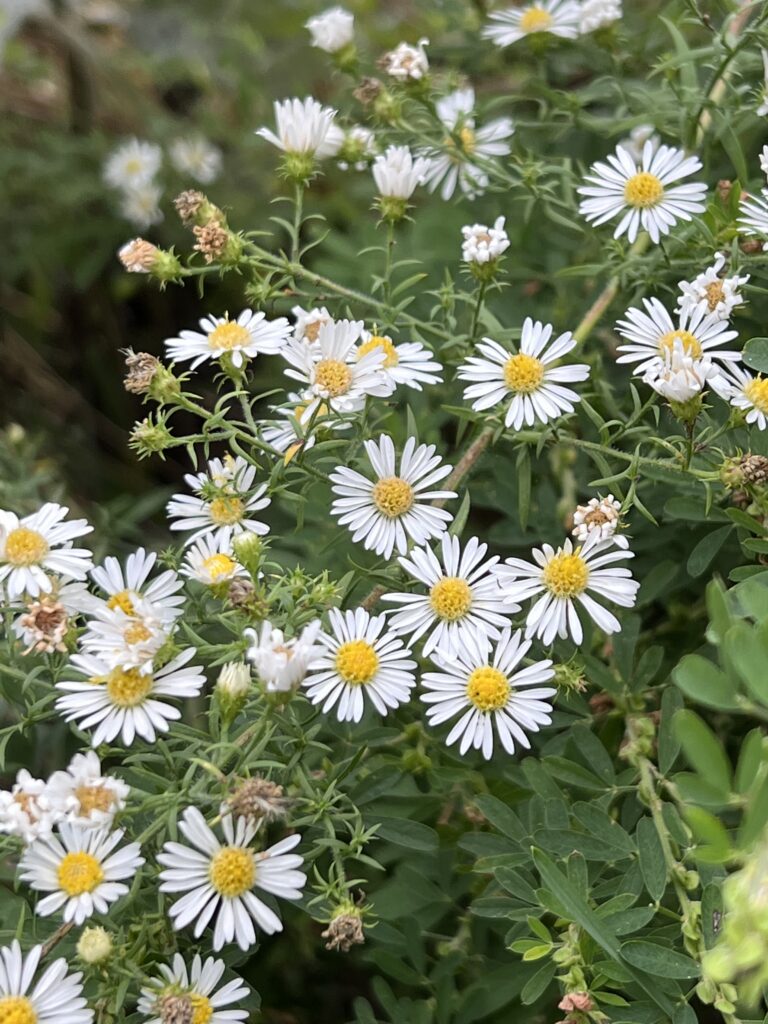 Wildflowers