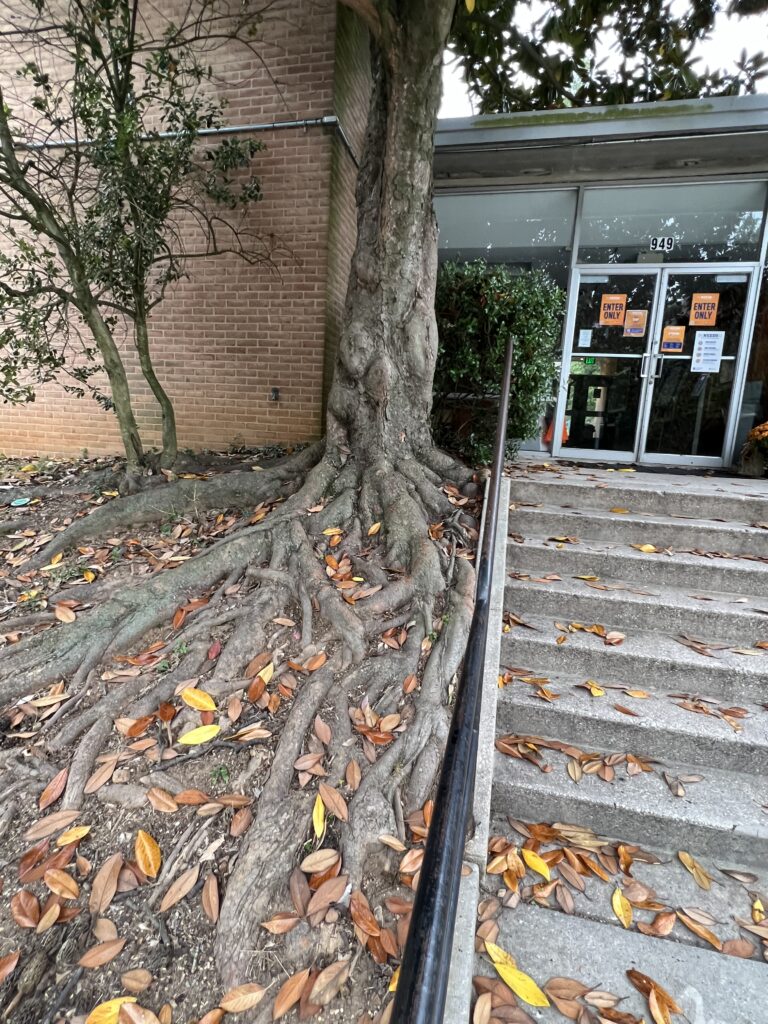 Massive tree roots above ground next to steps
