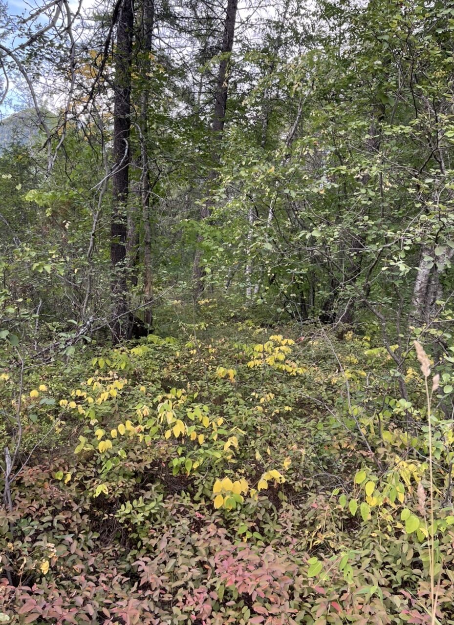 Forest turning yellow for fall