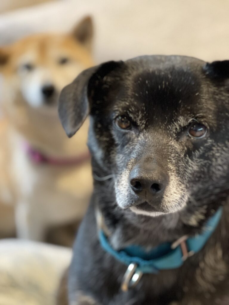 Two cute dogs