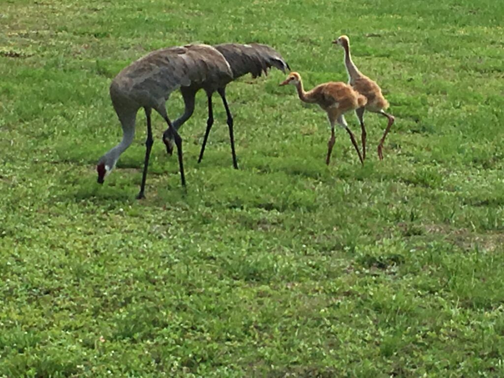 Two adult and two chicks Sand Hill Cranes