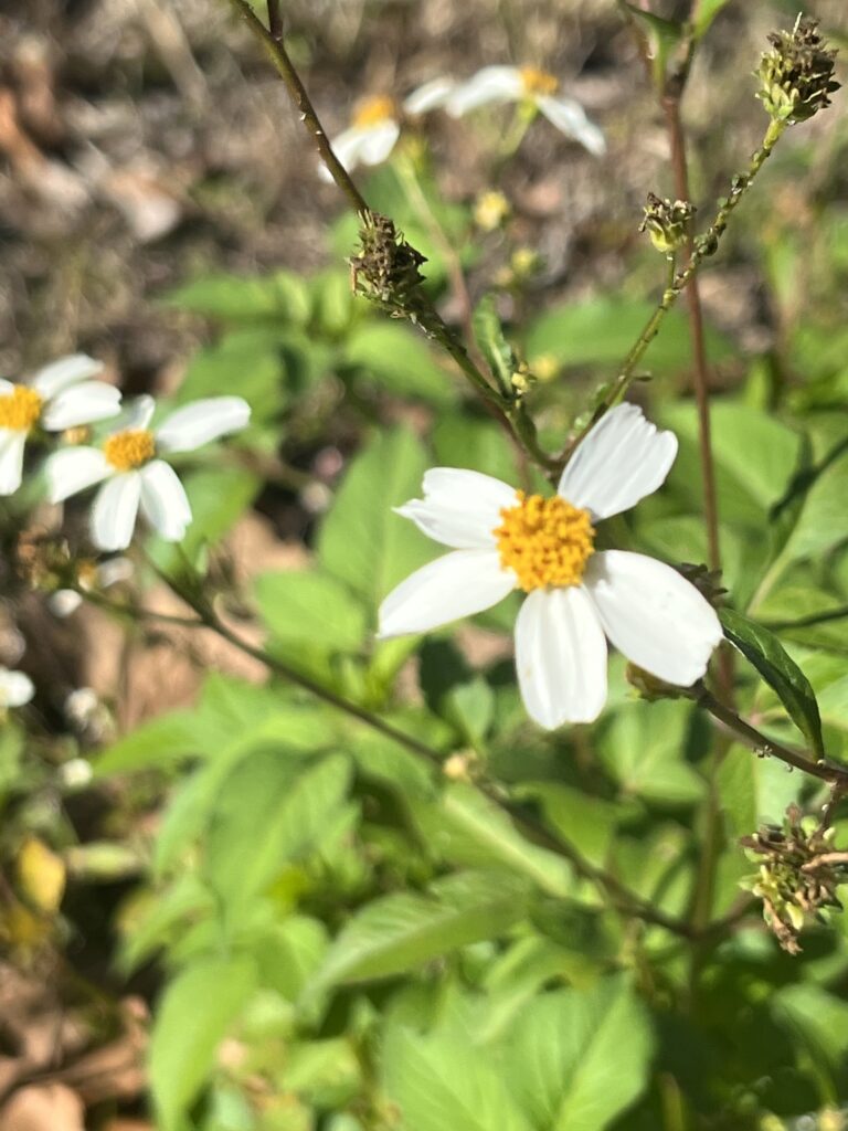 Roadside wildflower