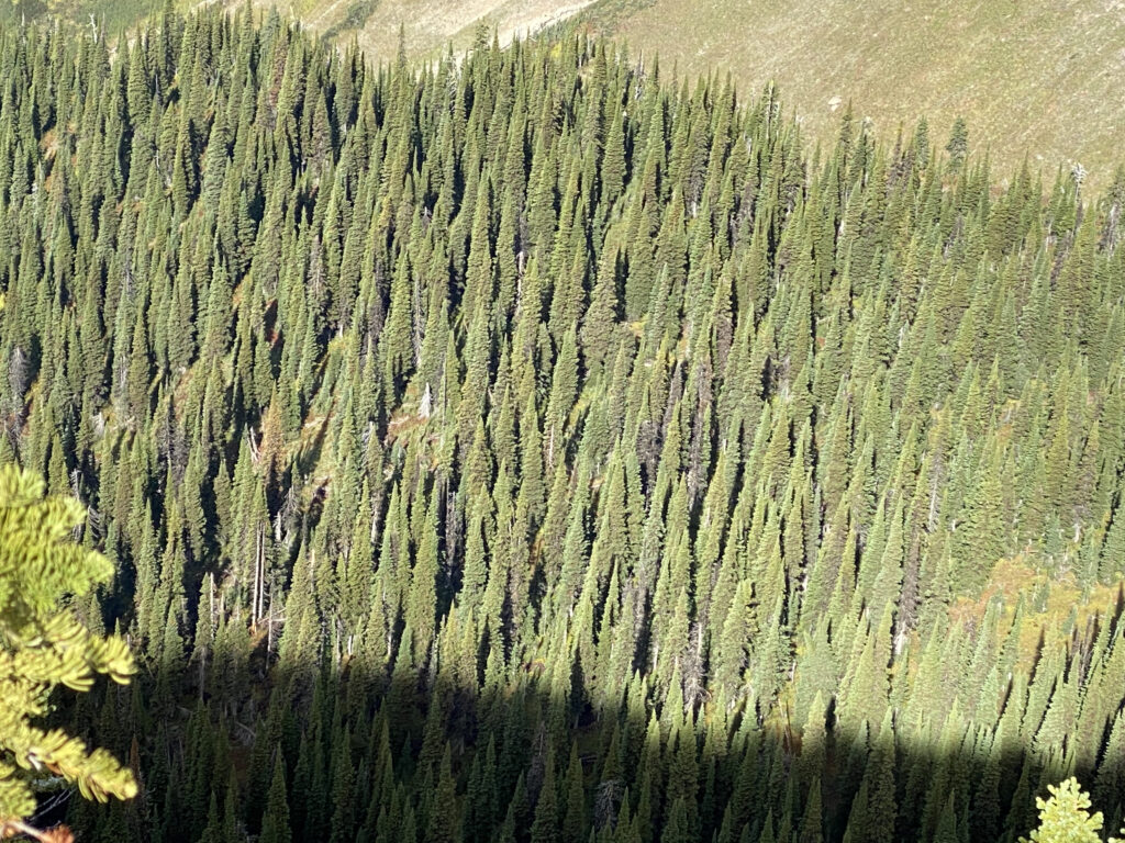mountain forest from above