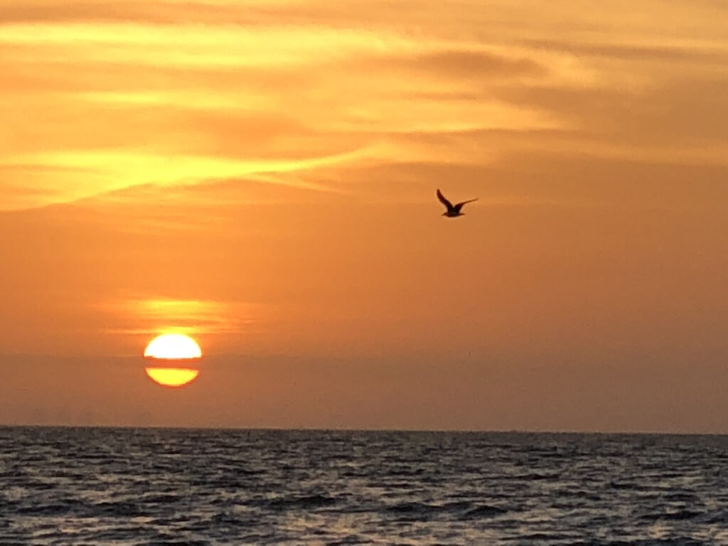 seagull flying at ocean sunset