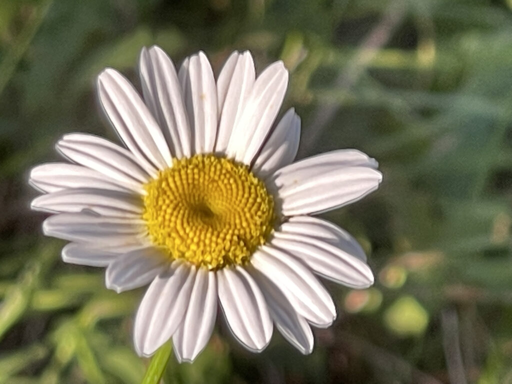 daisy