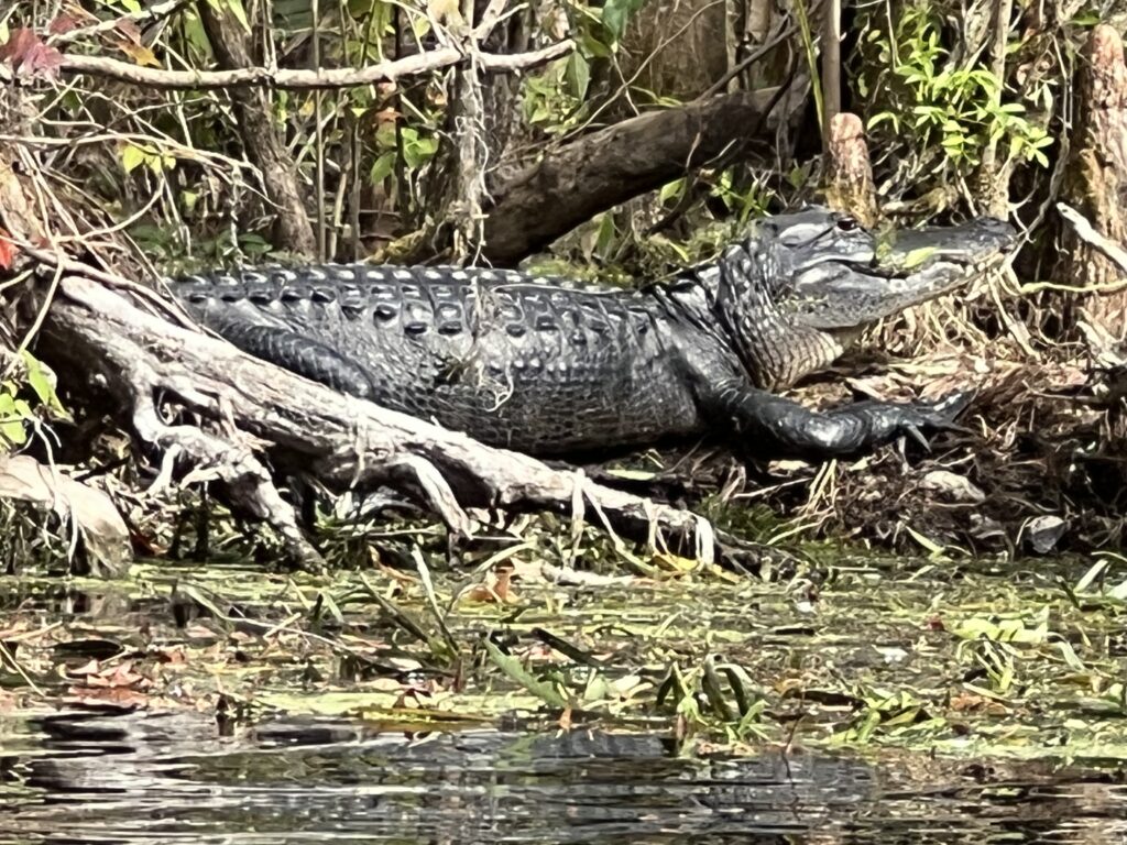 alligator